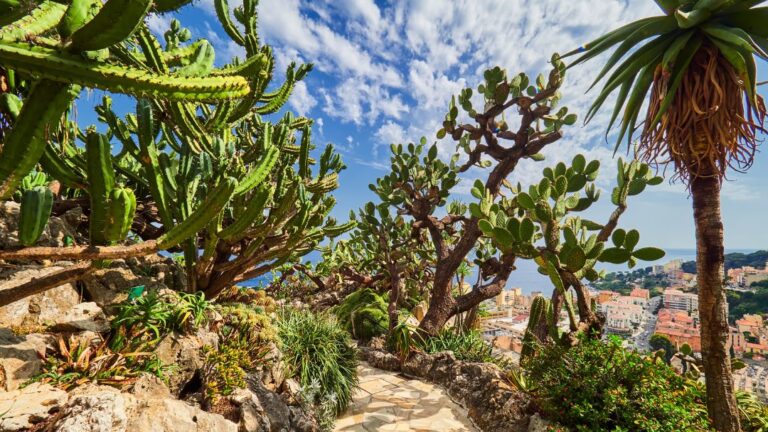 Jardin Exotique De Monaco Visite Tarifs Et Conseils 2026